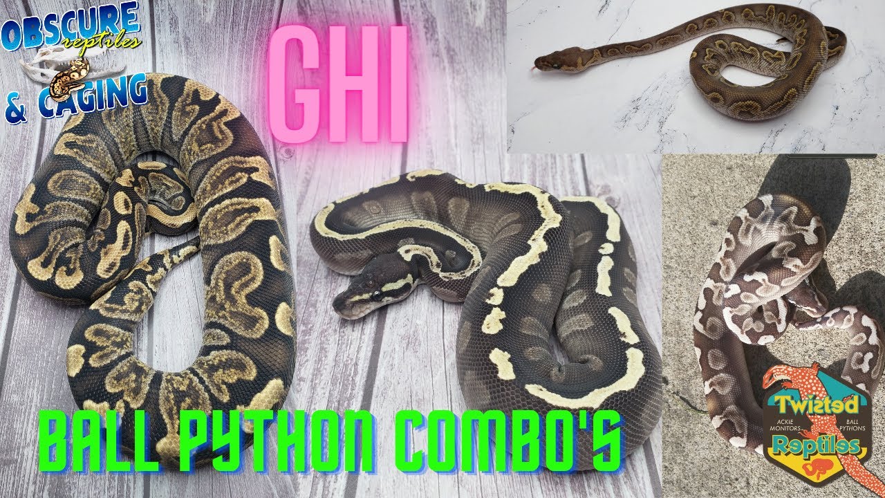 GHI Ball Pythons, the BEST Morph????