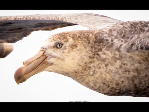 Giant Petrel on the Flock to Marion 2022