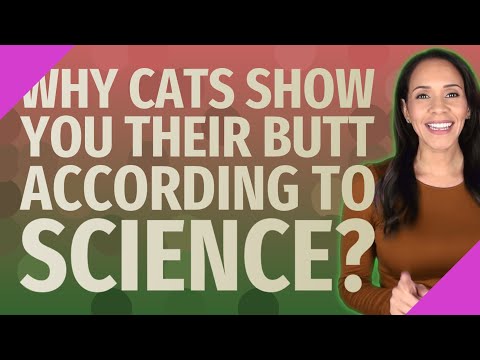 Why Cats show you their butt according to science?