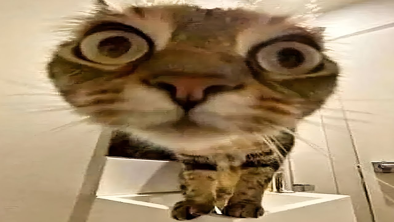 you'll get a cat after watching these