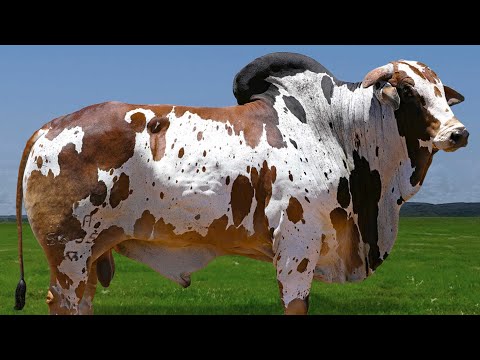 ERRANJOI - Ilmirishi le meto