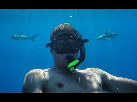 SHARK FREE DIVING AND SNORKELING IN BORA BORA