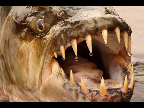 I parassiti su un cervello e per lottare con loro Helminths a medicine di pesce