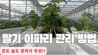 10월 이 후 딸기 재배 관리 "이파리 관리 방법"