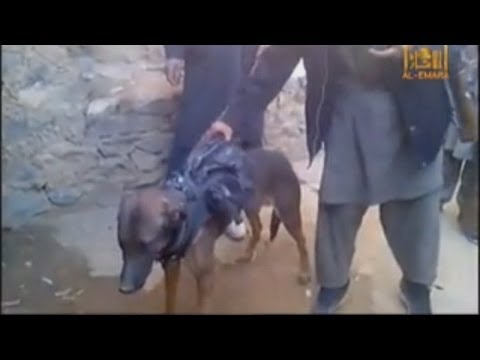 Taliban fighters 'capture' military dog