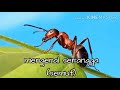 Mengenal Macam Macam Serangga Semut