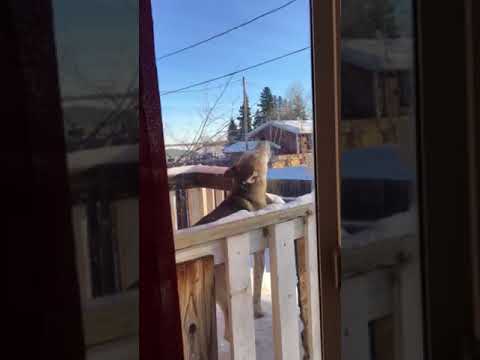 Bear..is howling for love..