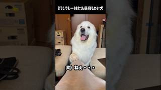 どうしても一緒に昼寝したい愛犬 #greatpyrenees #犬のいる生活 #大型犬のいる生活 #大型犬 #大型犬と暮らす #グレートピレニーズ #愛犬 #癒し #ゴールデンレトリバー