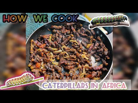 This is how we cook caterpillars/mopani worms in Africa Zambia