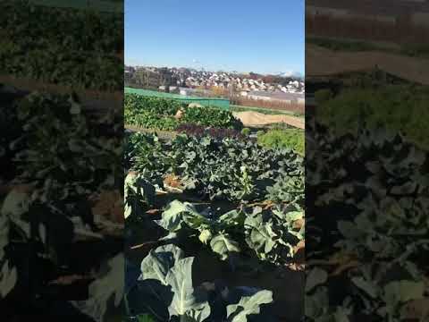 予想される霜を防ぐミニ暖房温室の作り方は？苗を準備する時期が来ました！  庭園