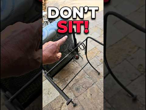 Check Your Patio Chairs for Black Widows (Right Now) 🕷️
