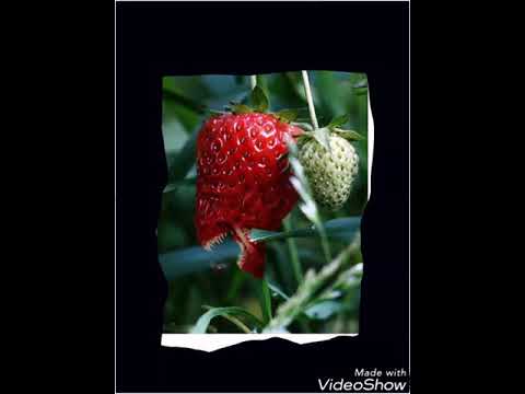 When Our Food Comes Alive