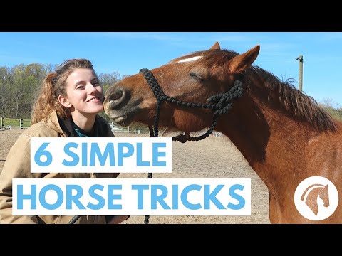 How to Teach Your Horse Tricks (6 Simple Tricks)