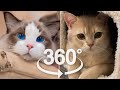 Cute Baby Cats Meow | VR 360 Cat Video | 4K | Virtual Reality