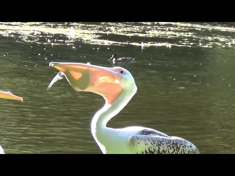 Pelican vs. Pigeon - St. James Park