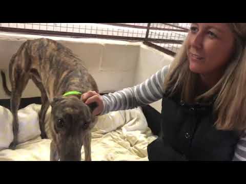 Star Sports Greyhound Derby: BALLYMAC OSBY