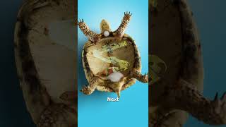 How To Stuff A Turtle 😮