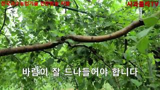 [사과재배]어디에 착과시켰나. 엽면시비 언제하나