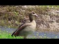Egyptian Geese Grazing Idyllically By A Swollen Stream Near Tres Cantos Madrid On 9 April 2025