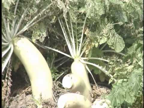 布袋特產-蘿蔔乾