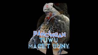 Download lagu Pancingan burung tuwu macet bunyi paling joss...buktikan!!! mp3