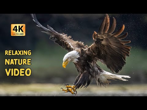 Relaxing 4K WILDLIFE and LANDSCAPE photography with peaceful music.