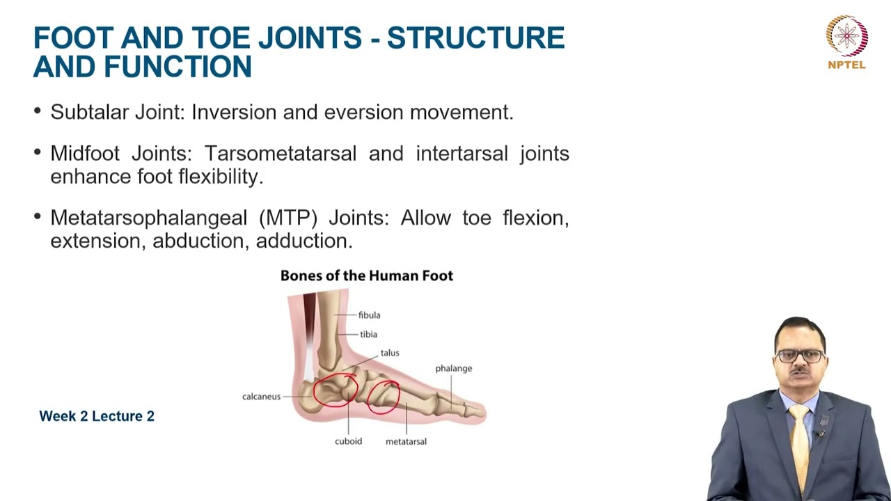 Functional Anatomy of Lower extremity