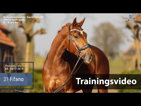 Special Auction Reesink Horses Training Lot 21 Fifano Hengst v. Fahrenheit - Destano