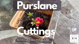 Propagating Purslane from Cuttings