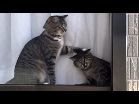 Hyper CATS Gone Crazy