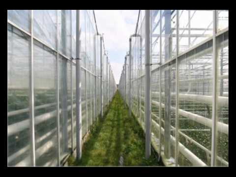Vuile klauwe - Kromme Jongens
