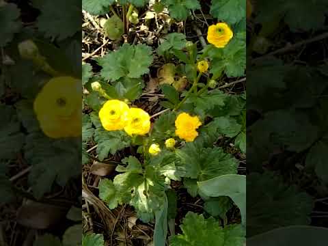 水キンポウゲ 植物