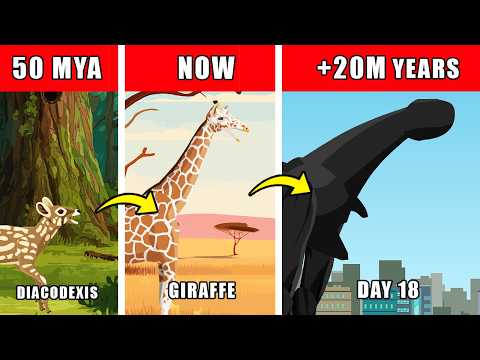 Day 18 Origin Evolution: How Day 18 Could Have Evolved