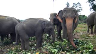 preview picture of video 'SRI LANKA PINNAWALA ELEPHANT ORPHANAGE  travelviews 941 by sabukeralam & travelviewsonline'