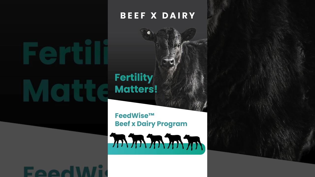 FeedWise Blended Semen