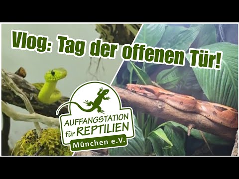 Vlog: Open Day at the Munich Reptile Rescue Center! | Lilith's Colorful Garden