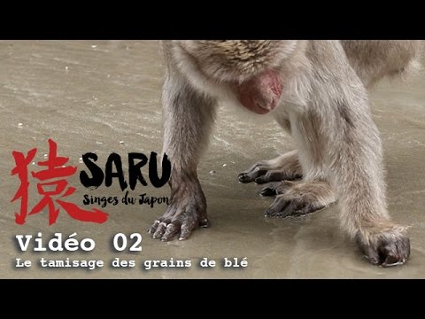 Saru - vidéo 02 - Le tamisage des grains de blé
