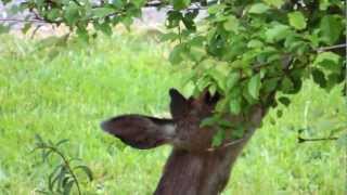 may 23 2012 09:03 - female Deer eating my Plum Tree