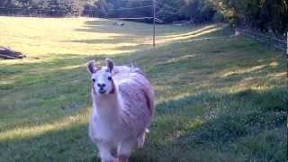 preview picture of video 'Llama Calling again. Llama runs across field to us, and shares a carrot. Super funny cute!'