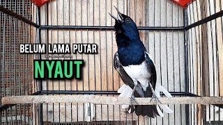 Download lagu SUARA BURUNG kacer gacor NGEPLONG tarung ini paling ampuh buat PANCINGAN KACER agar EMOSI mp3 Download lagu SUARA BURUNG kacer gacor NGEPLONG tarung ini paling ampuh buat PANCINGAN KACER agar EMOSI mp3
