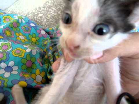 5 kittens Documentary made by Humnah Armoghan