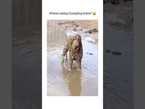 #funnydogs#cute#doglover#doglife#cure#dogshorts#pet#doglife#dogshorts