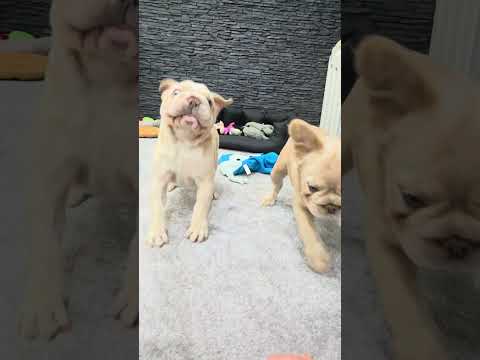 Video 1
