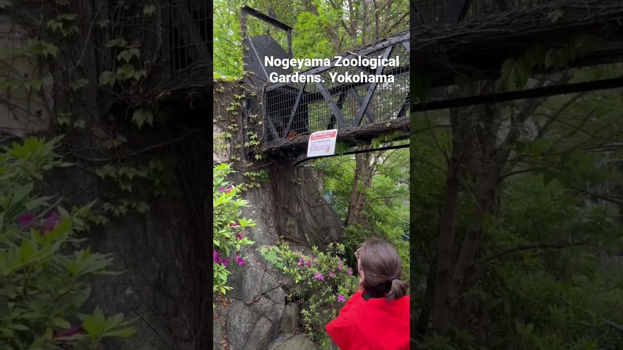 YouTube Short thumbnail