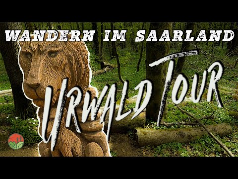 Urwald Tour Saarbrücken | Wandern in Saarland #7