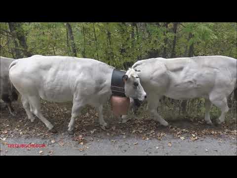 1^ PARTE. LA TRANSUMANZA DI ROBERTA COLOMBERO A MARMORA IN VALLE MAIRA. (CN) SAB. 9 - 10 - 2021.