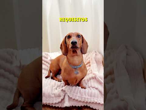 How many requirements do you meet? #shorts #dachshund #reels #doglover #viral #dachshund #dog #dogs