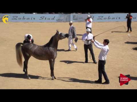 N.32 KAMOUNEH AL ZOBAIR - MENTON 2017 - Fillies 2 years old (Class 2A)