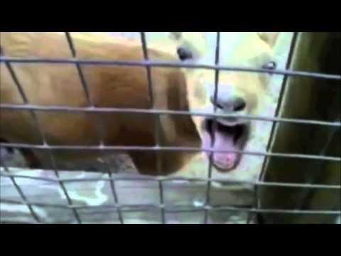 Джастин Бибер козья версия.=)