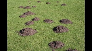 Крот как поймать в огороде